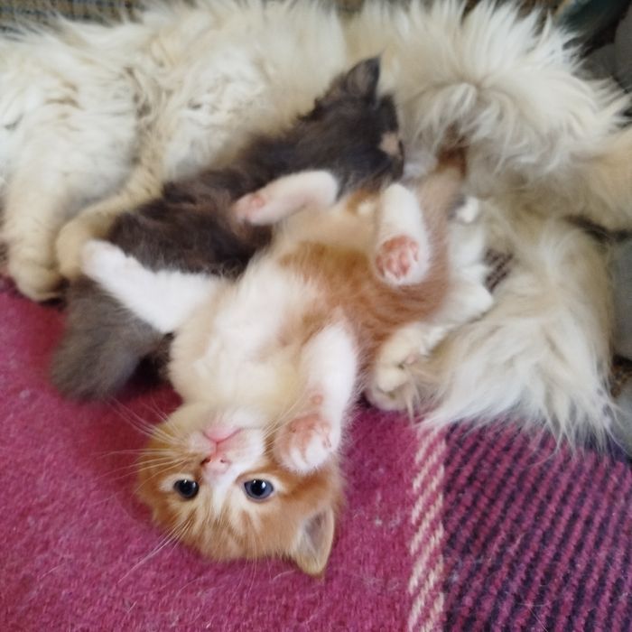 Віддам рудого котика кошенята