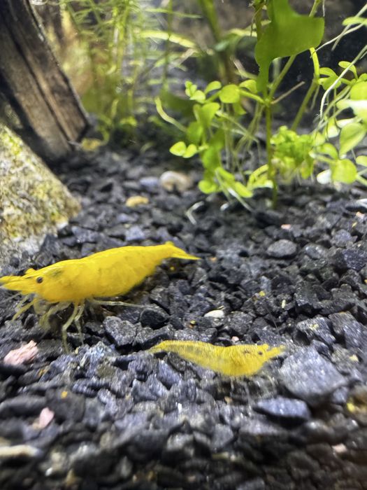 Krewetki Neocaridina  davidi var. Yellow