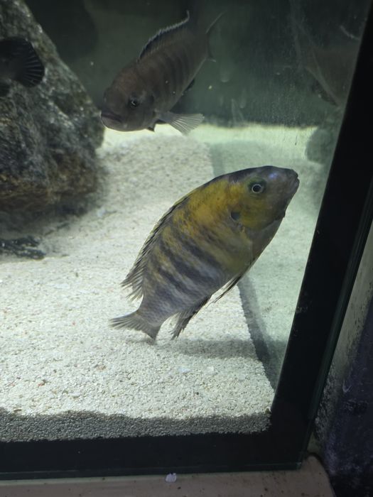 Ciclideos africanos para venda