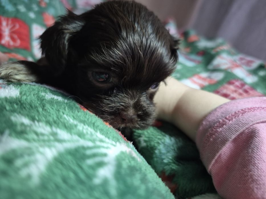 Fido mini chlopczyk Shih Tzu unikatowy maluch/ domowa hodowla
