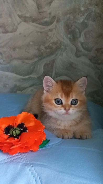 золота шиншила котики