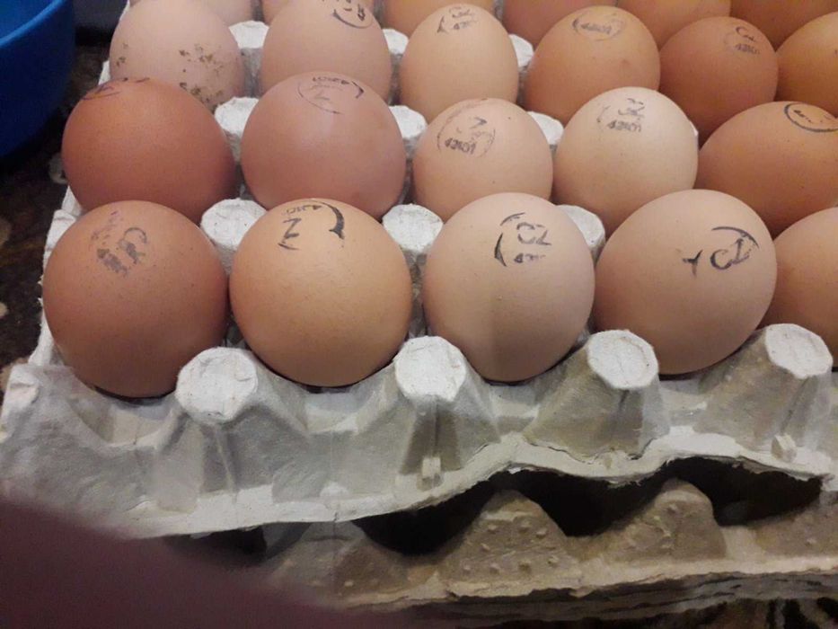 Інкубаційне яйце несушки