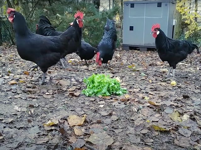 Інкубаційне яйце. Курчата, Барбезье.