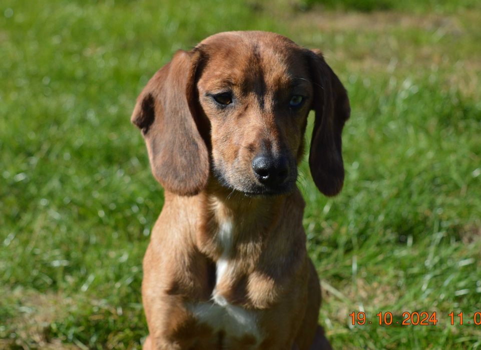 Młoda sunia Pinie szuka domu