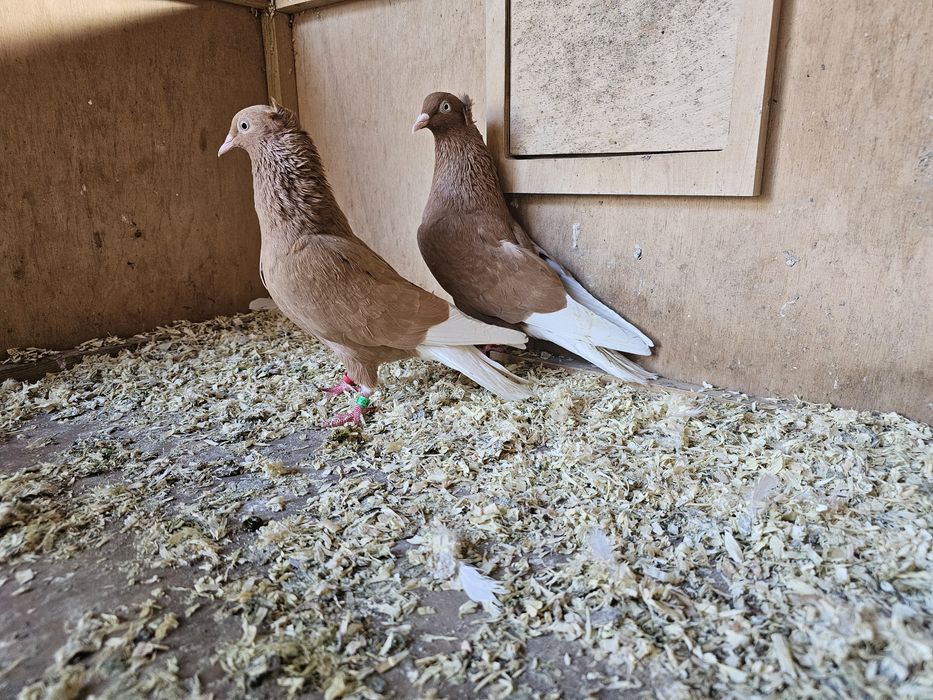 Gołębie wyszwance, krzyżaki