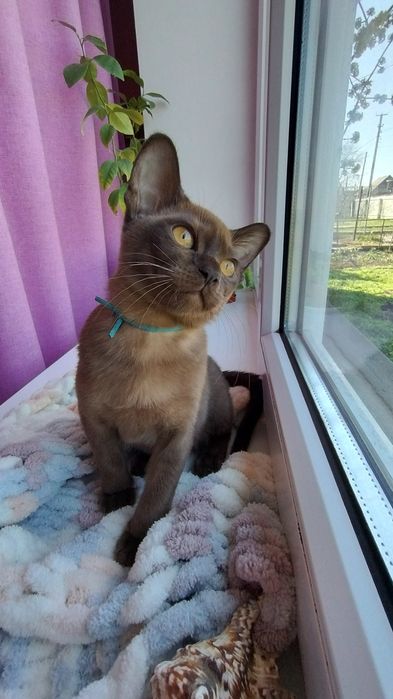 Бурма Європейська,соболиний хлопчик