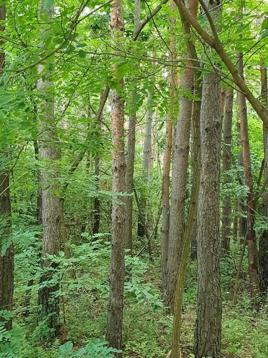 Atrakcyjna działka budowlana z lasem