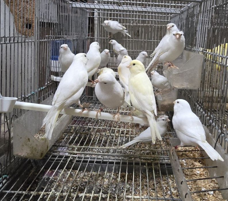 Vendo canários de raça