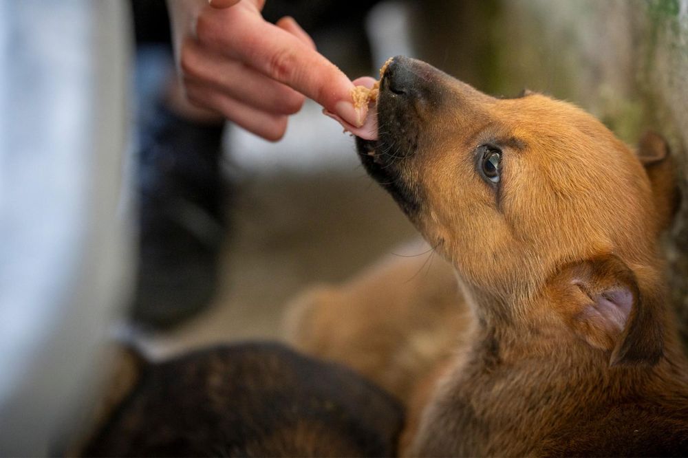 6 cachorros com 2 meses procuram família para a vida