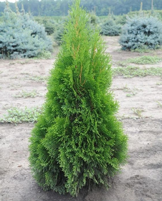 Туя Смарагд/Smaragd