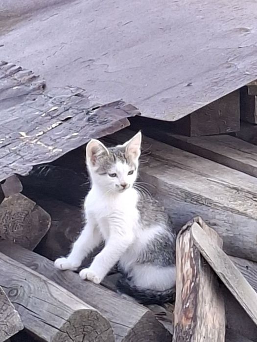 Кошеня шукає дім