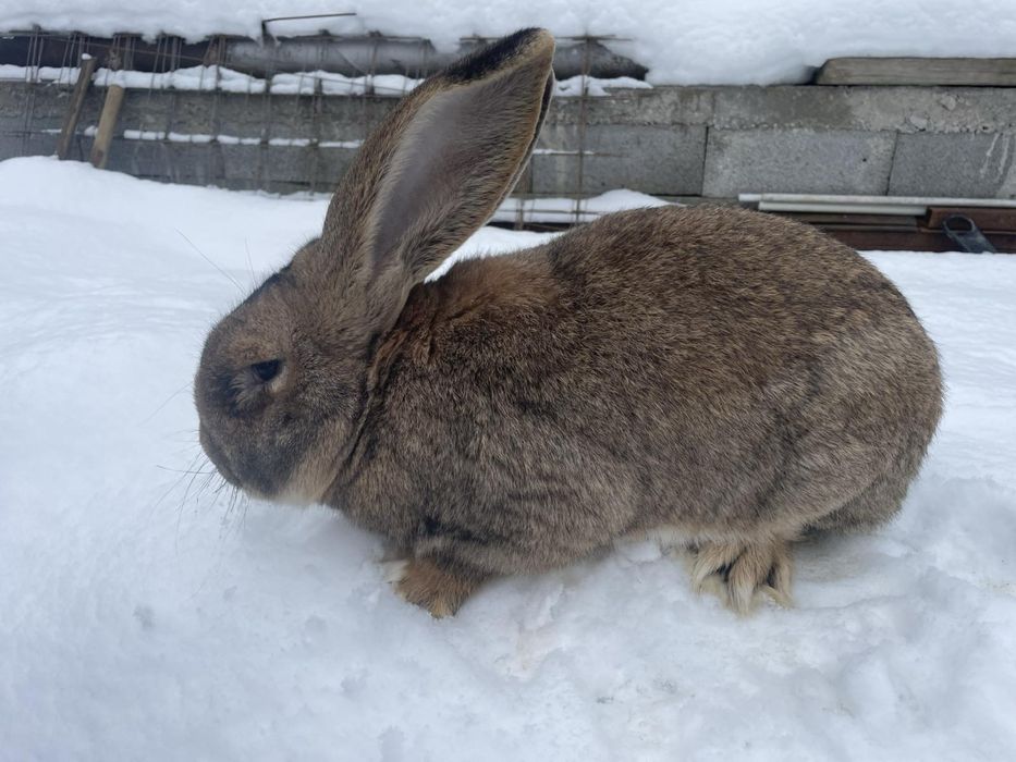Бельгіський велетень