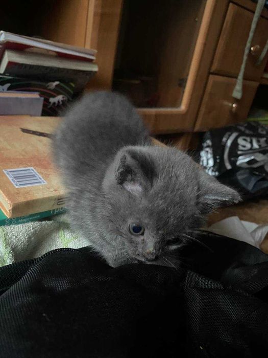 Кошеня віддам в добрі руки  порода бурмило