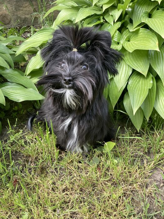 Щенок йоркширского терьер- девочка