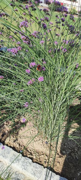 5 szt sadzonki trawy miskant