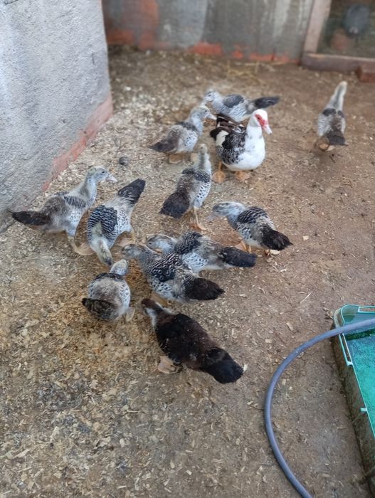 Vende-se patos mudos