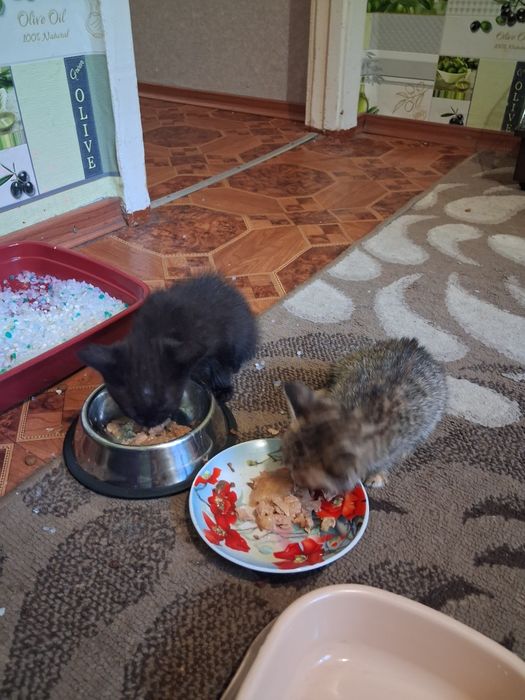 Віддам в добрі руки кошенят