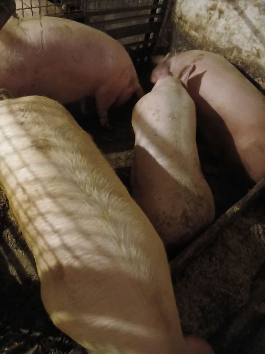 Продам свиней породи макстер