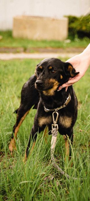 Adopcja zwierząt