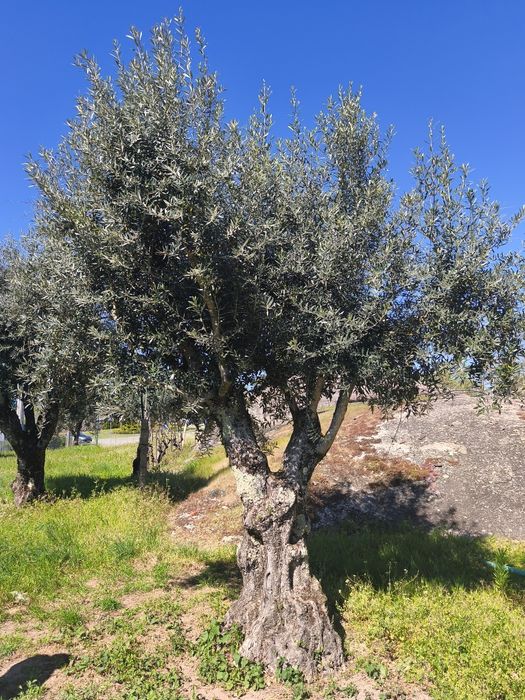 Oliveiras centenárias