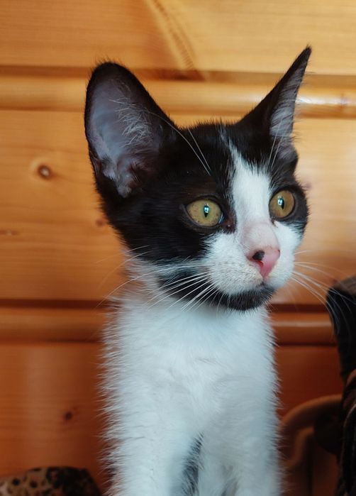 Kocica trzymiesięczna do adopcji