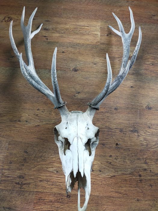 Poroże z jelenia...z czaszką