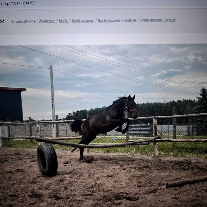 Ogier śląski Derek