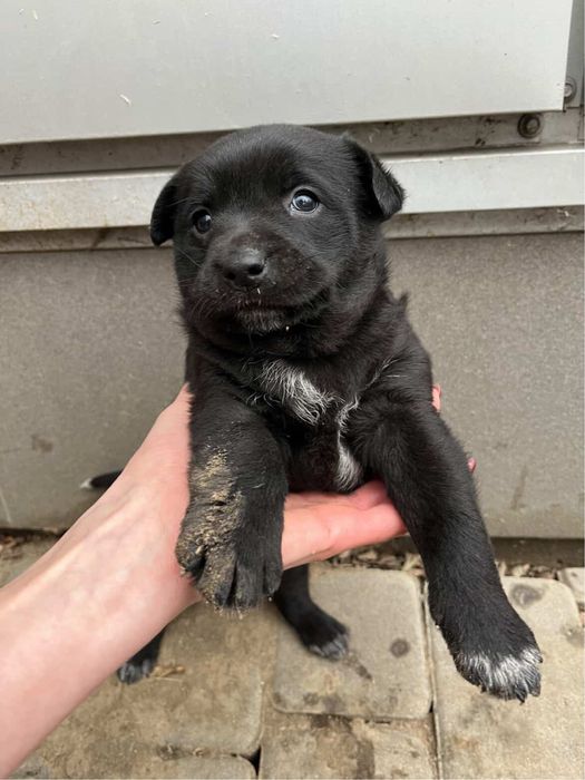 Цуценя (дівчинка) у добрі руки