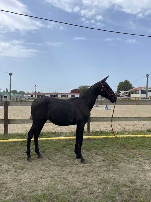 Poldra Puro Sangue Lusitano, filha do Oxalá Plus