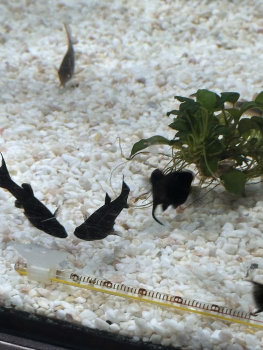 Molinezja czarna ksiezycowa od Max Zoo