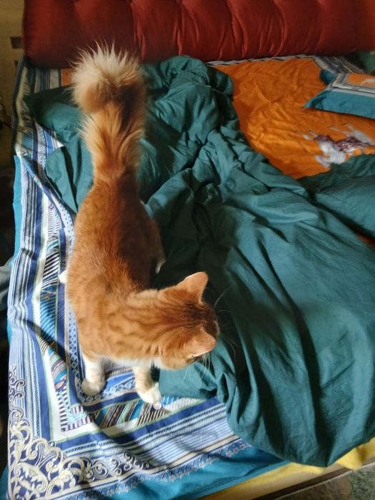 Передержка кошек и собак