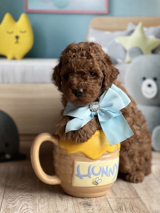 Яскравий хлопчик пудель той/мініатюра