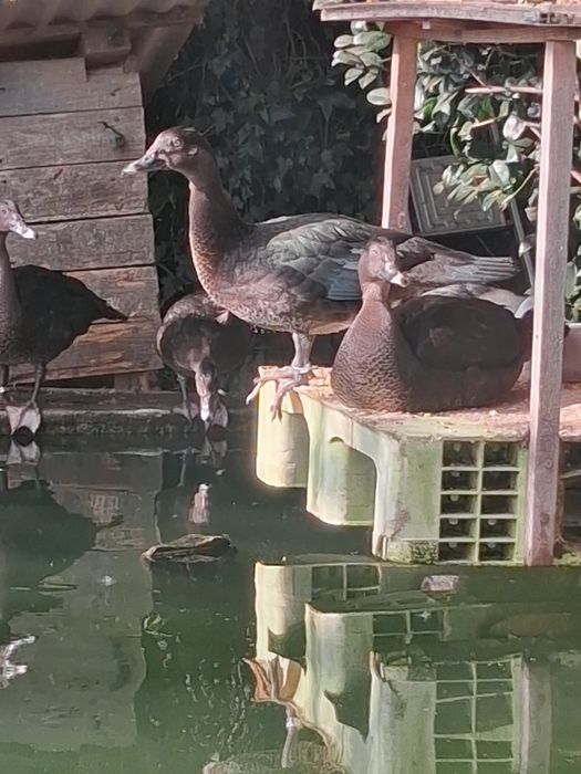 Pato cairina moschata