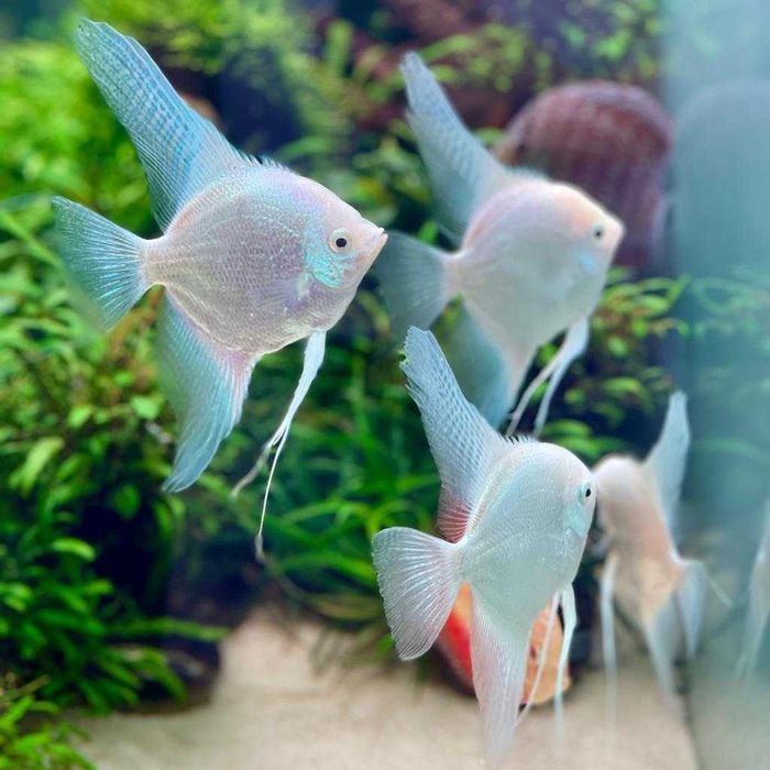 Скалярии болгарин, брильянт обыч и вуаль, голубая, пиной, манакапуру