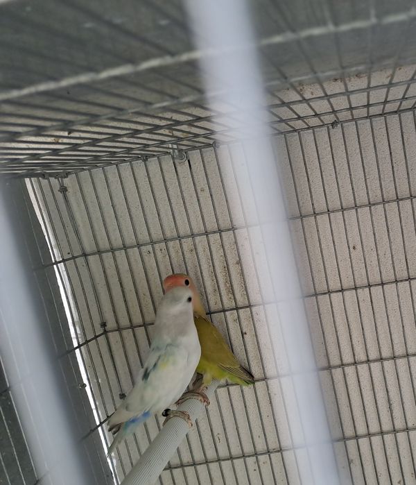 Casal Agapornis roseicollis