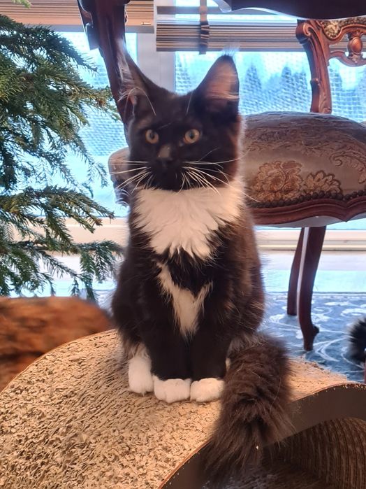 Czarny,  kocurek z białą kryzą