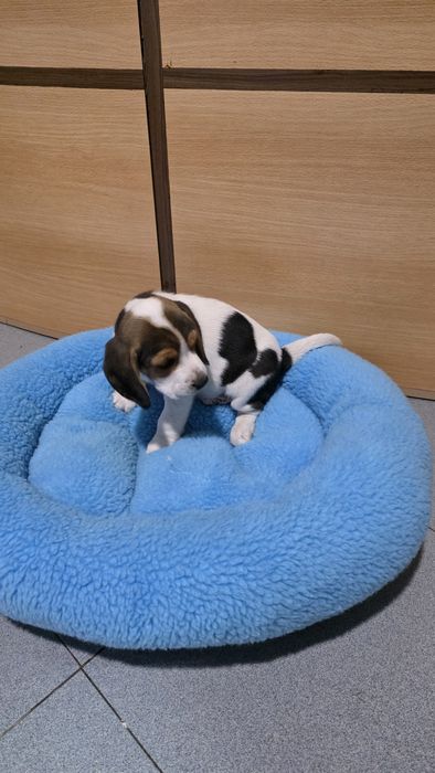 Beagle tricolor macho