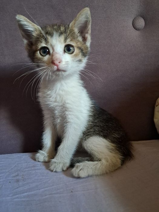 котята (все девочки)