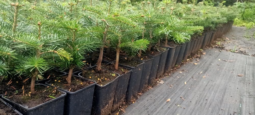 Jodła Kaukaska sadzonka doniczka 0,8L