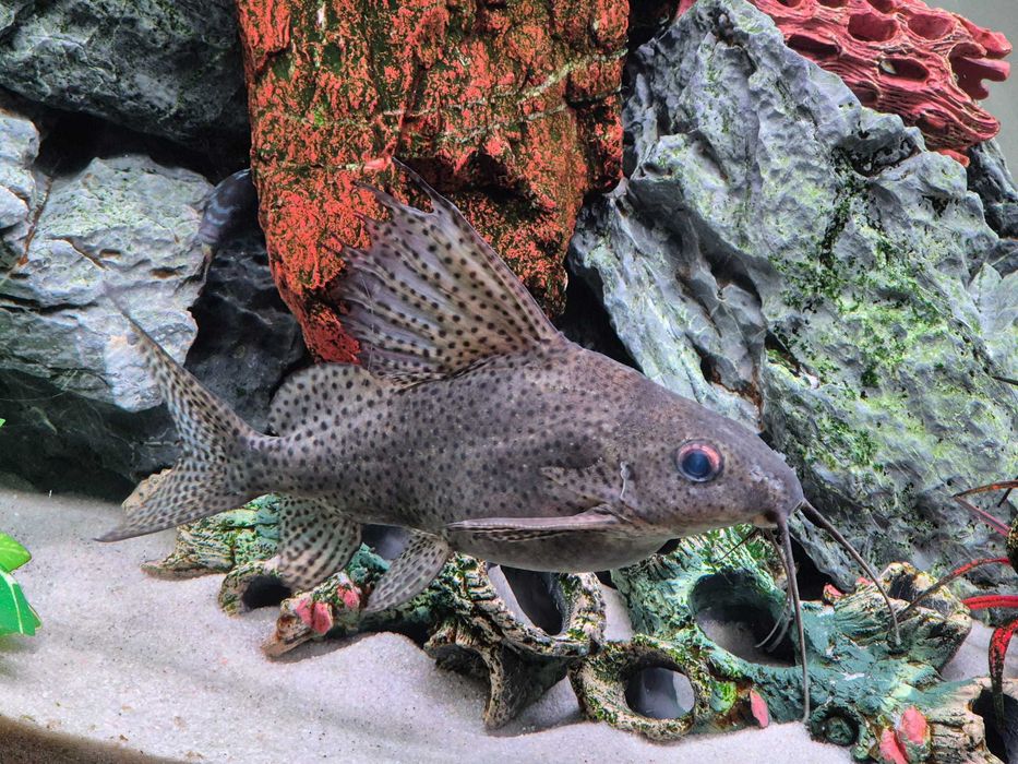 Peixe-gato-barbatanas-de-pena (Synodontis eupterus).