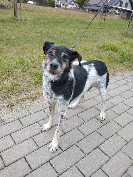 Piesek szuka domku..