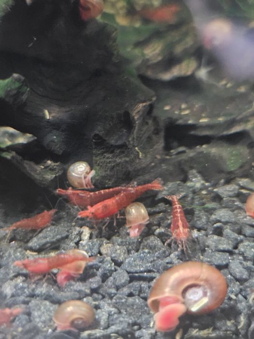 Camarões Red Cherry Juvenis