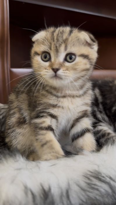 Шотландські кошенята