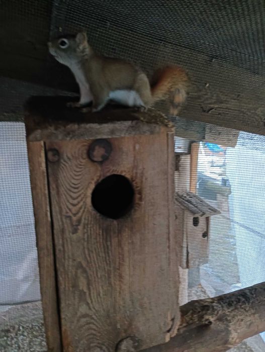 Sprzedam wiewiórki Hudsona