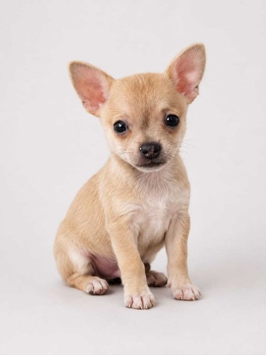 Chihuahua macho miniatura,