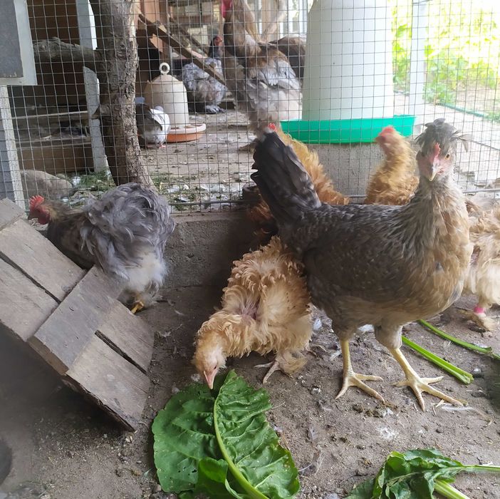 Bażanty złociste, młode -samc