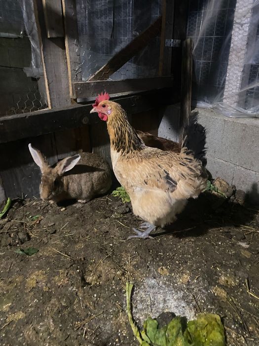 Andaluza surenha morucha