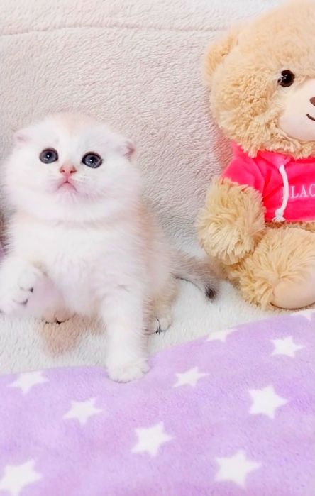 Срібляста шиншилка хлопчик красунчик шотландик