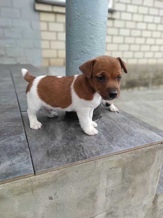 Продаю щенка Джек Рассел тер'єр хлопчик