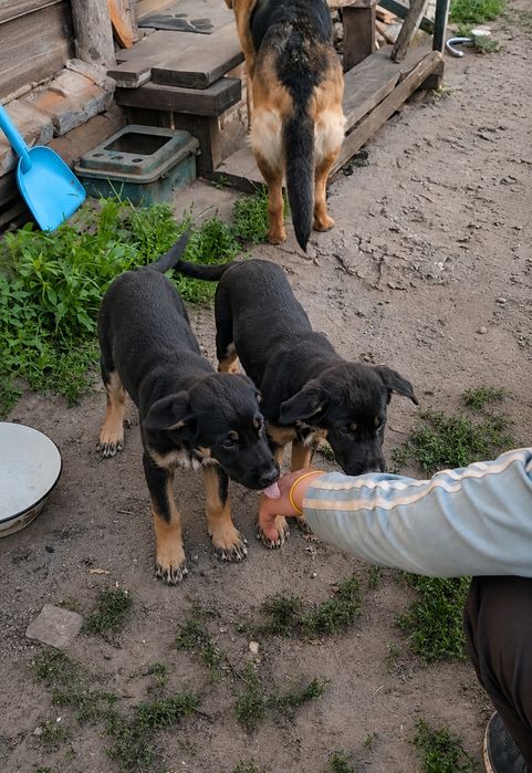 Цуценятя продаж гарні